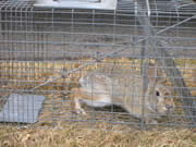 Allstate Animal Control photo rabbit cage